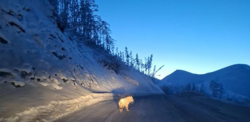 Делегация правительства встретила на дороге волка