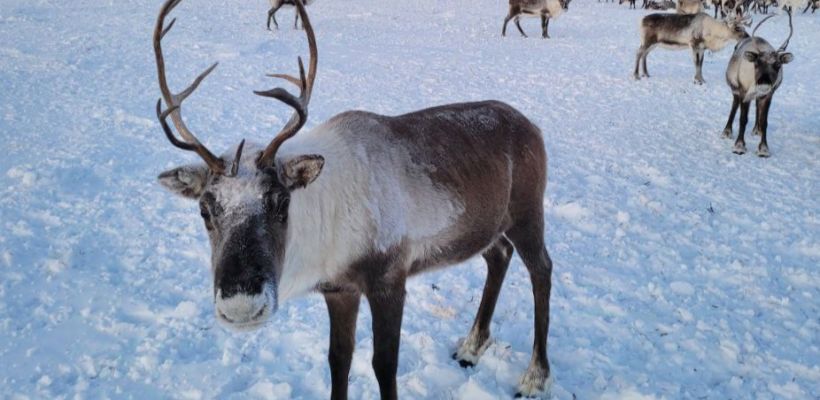 Оленеводы ответили, что они не справляют малую нужду на оленей