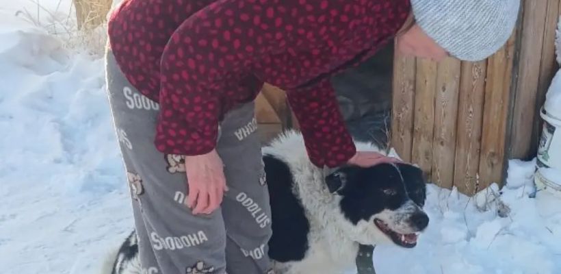 В Якутске толстый любимец горожан обрел семью