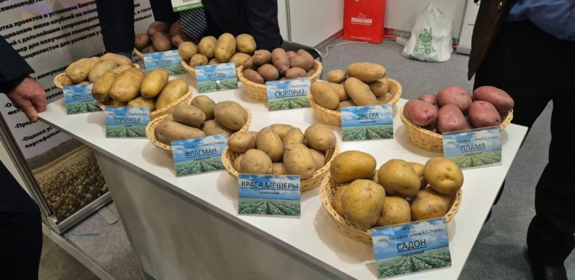 Якутская картошка признана одной из самых вкусных в России