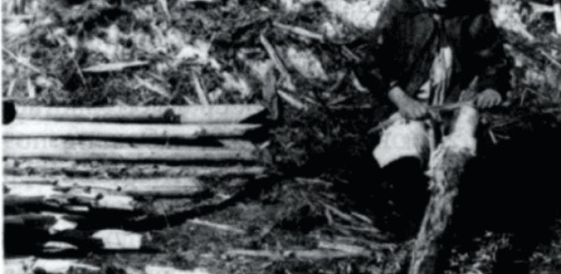 Древоедство якутов: зачем ели заболонь и к чему это привело?