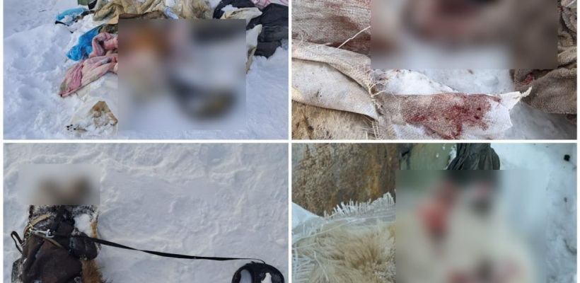 В Мирном волонтеры обнаружили мешки с трупами собак