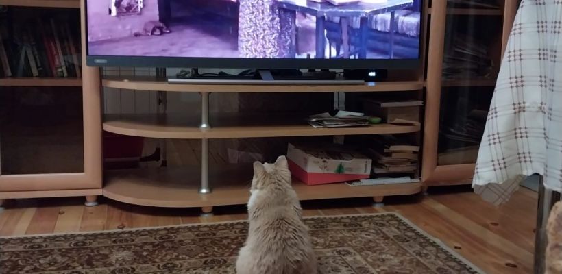 В Намском улусе кошка стала фанаткой сериала «Уот Дьулустаан»: «Малышке ближе якутский язык»