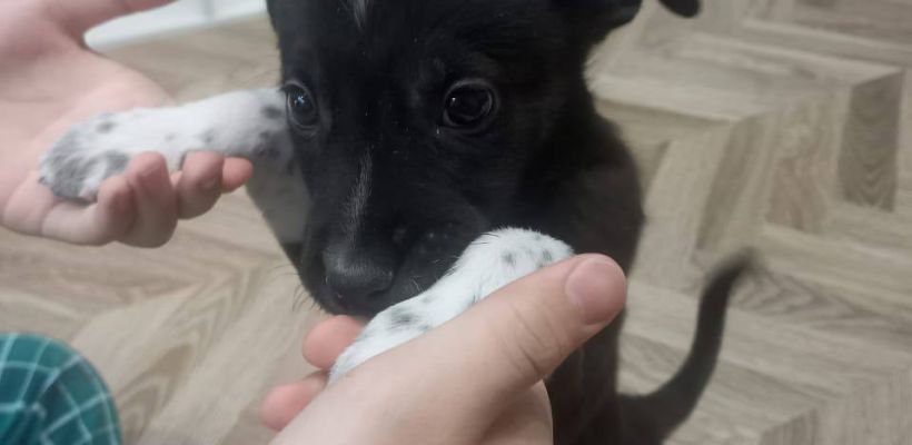 "Не мусор, а живые души": В Якутске водители мусоровозов спасли более 35 выброшенных животных