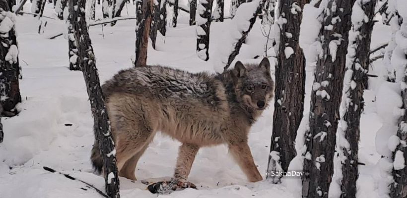 "С волками жить - по волчьи выть". Якутский охотник прокомментировал нашумевший случай с волчицей, за которую вступился якнет