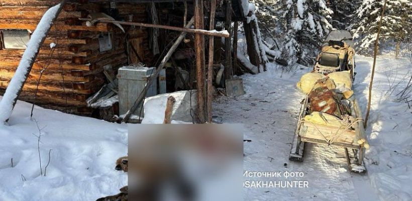 Молодая волчица отгрызла себе лапу, но далеко не ушла. В соцсетях обсуждают драматичную историю, произошедшую в Якутии