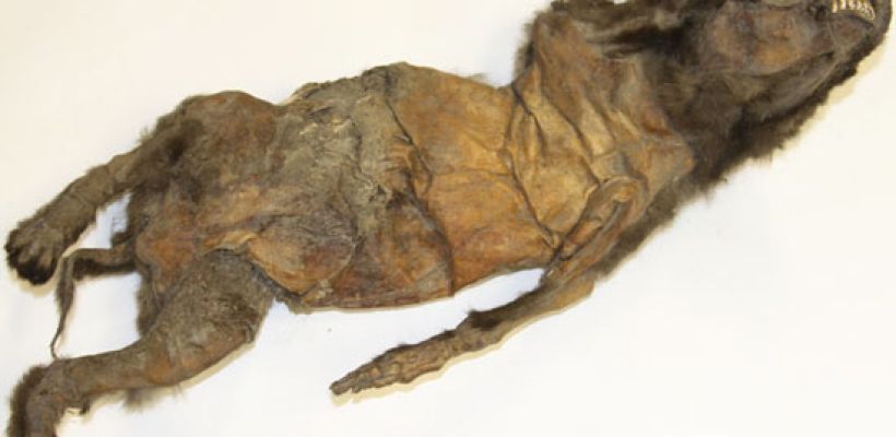 Как в старину якуты хоронили собак