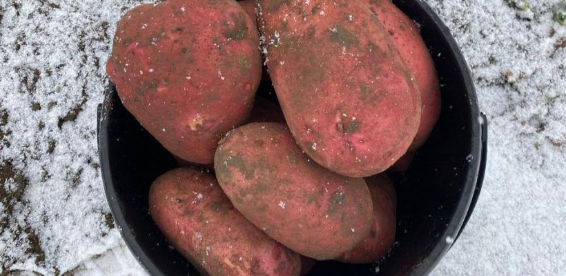 Якутские фермеры распродали местный картофель.  Запасов в Якутске становится меньше