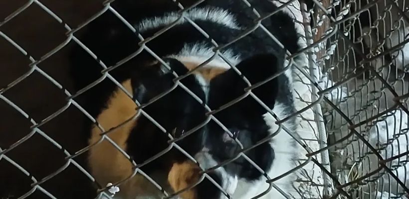 Законопроект о защите людей от бездомных животных ожидает отзывов от субъектов РФ