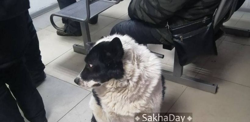 Два законопроекта об ужесточении ответственности за «самовыгул» животных направлены в правительство