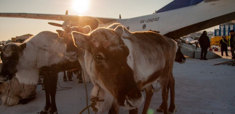 Фотофакт: Доставленные в аэропорт Якутска олени на упряжках взволновали якутян