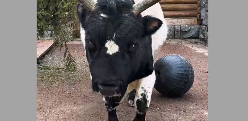 В Ленинградском зоопарке живет якутский бык Мааны. Ему исполнилось 17 лет!