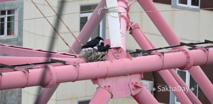 В Якутии начинается гнездование у первых зимующих птиц