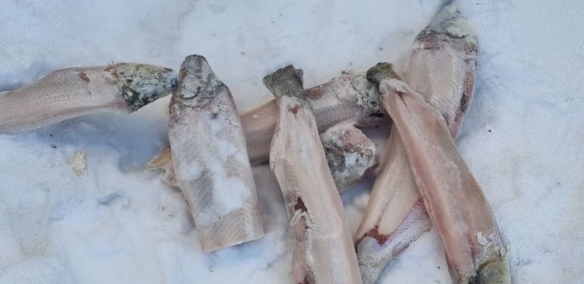 Фото с выброшенной рыбой вызвало бурю комментариев: якутяне спорят о судьбе улова