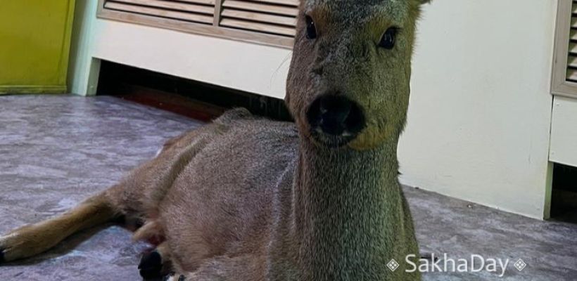 Косуля, спасенная в Сунтарском улусе, поможет науке