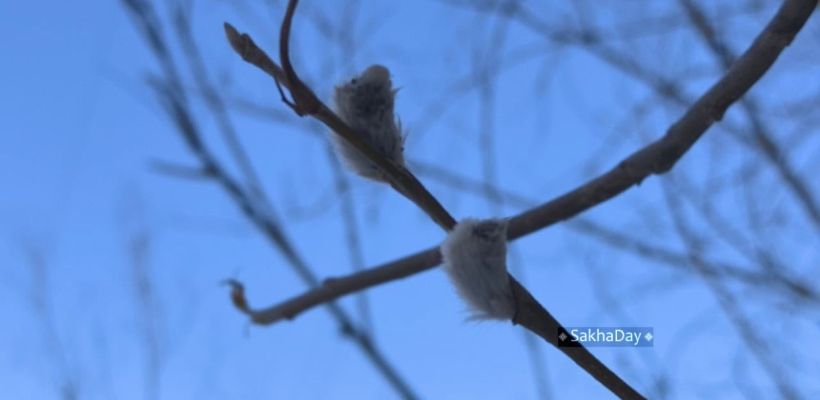 В Якутске распустилась верба
