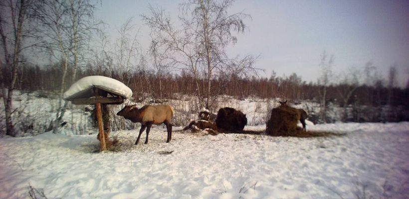 В Амге будут увеличивать численность изюбрей