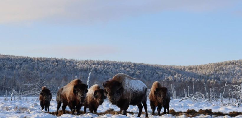В Олекминский улус привезли 10 телят лесного бизона для дальнейшего расселения