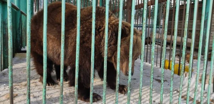 Бурые медведи этой весной поспят подольше, предположили в якутском зоопарке