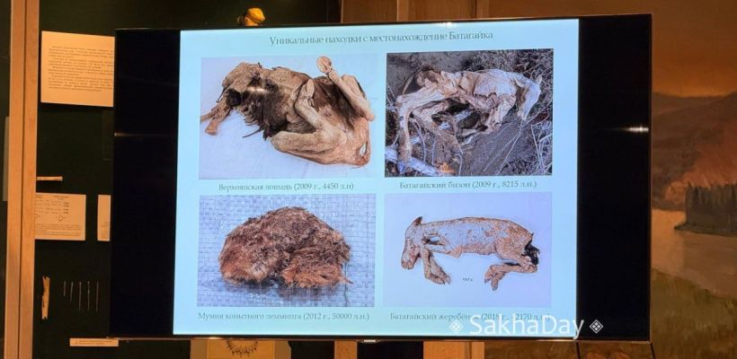 Ученые, собравшиеся в Якутске, надеются приблизиться к возможности клонирования мамонтов