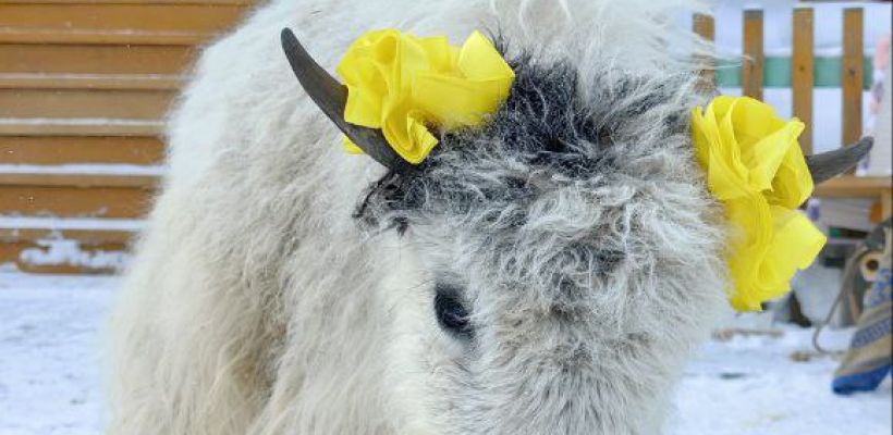 Милашка Ячиха Марта с размахом отметила первый день рождения