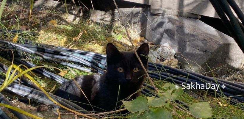 Мэр Якутска предложил принять бездомных котов на муниципальную службу: "Кошки спасут город от крыс!"