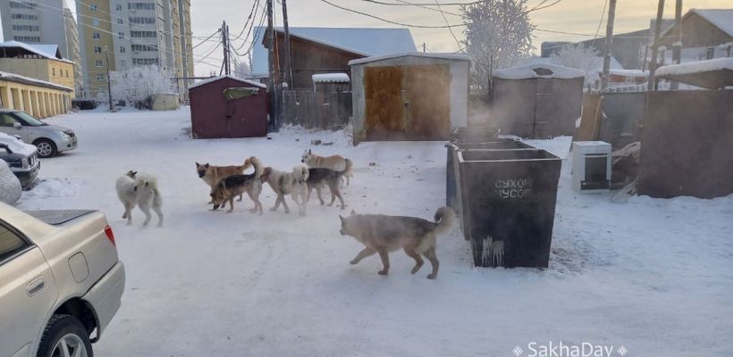 В Якутии муниципальные власти стали размещать сведения о беспризорных животных
