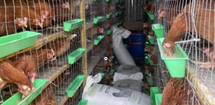 В Верхоянский район прибыла первая партия кур-несушек