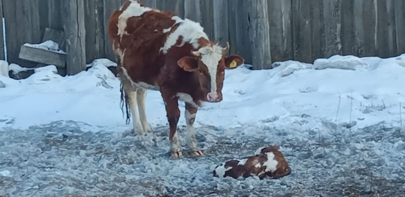 Чужая корова отелилась во дворе? Это к добру!