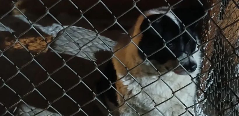 За первый квартал в Якутии отловили более тысячи безнадзорных собак