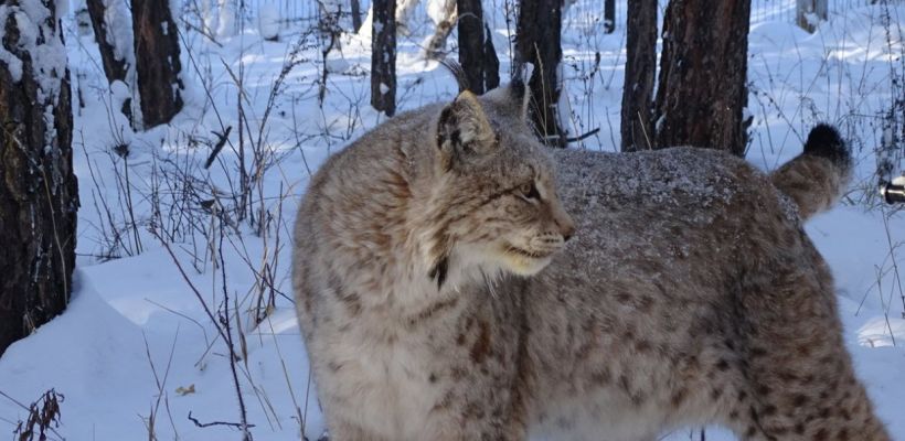 Зоопарк «Орто-Дойду» нуждается в финансовой помощи