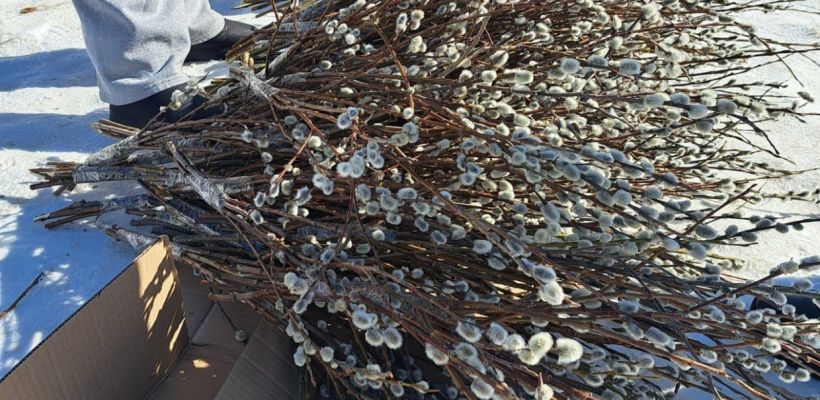 За повреждение вербы может грозить штраф