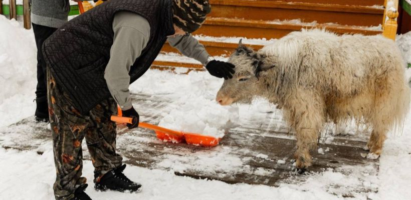 "Жеребенок родился, яченок крепнет, изюбрь скинул рога": Хорошие новости из мира животных