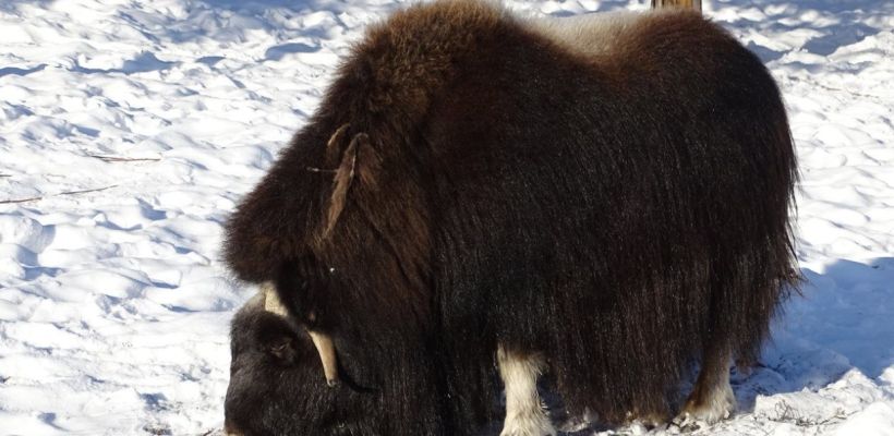 В зоопарке «Орто-Дойду» повысилась стоимость входных билетов