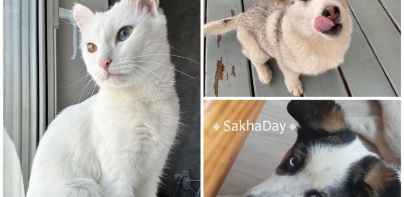 Очаровательные кошки и собаки ищут хозяев