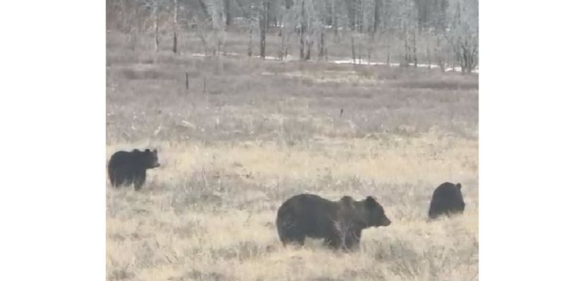Видеофакт: В Якутии начинают просыпаться медведи