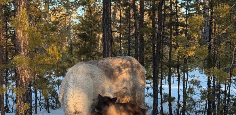 В Якутске родились первые оленята