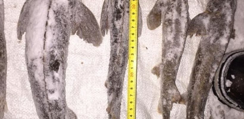 Депутаты доработают обращение в Правительство РФ, чтобы снизить штрафы за вылов осетра до минимума