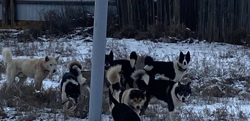 20 миллионов рублей заложено в Якутии на строительство, реконструкцию питомников для собак