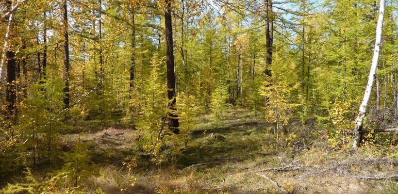 В Верхоянском районе введен режим чрезвычайной ситуации в лесах муниципального характера