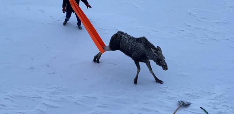 Моряки атомного ледокола "Якутия" спасли лосиху