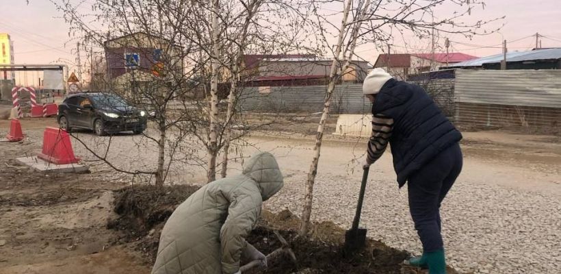 Фотофакт: В Гагаринском округе спасли 40 берез и сосен