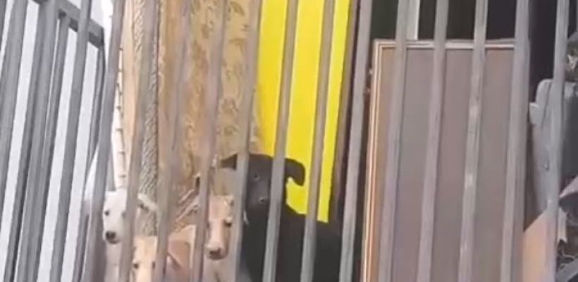 Зловоние и страх эпидемии: жители квартала в Якутске страдают от соседей-собачников