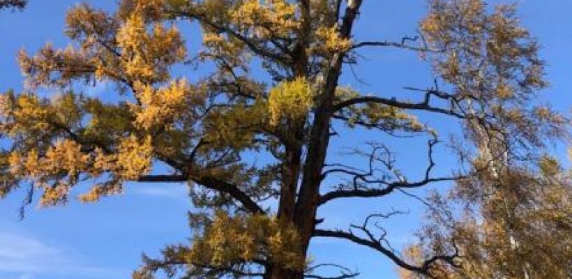 Лиственница Маатта из Якутии поборется за звание дерева года