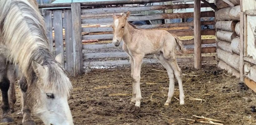 Фотофакт: В Ленском районе жеребенка назвали "Победа"