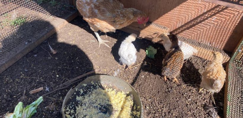 Когда ждать продажу кур-несушек?