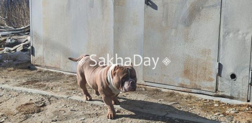 «Сигнал о питбулях направили в Управление ветеринарии»