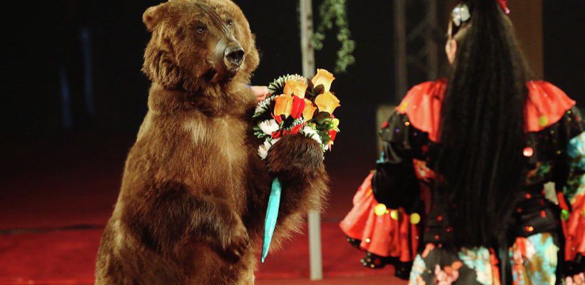 С 1 июня по 29 июня в Якутском стационарном цирке пройдет программа "Парад Алле"