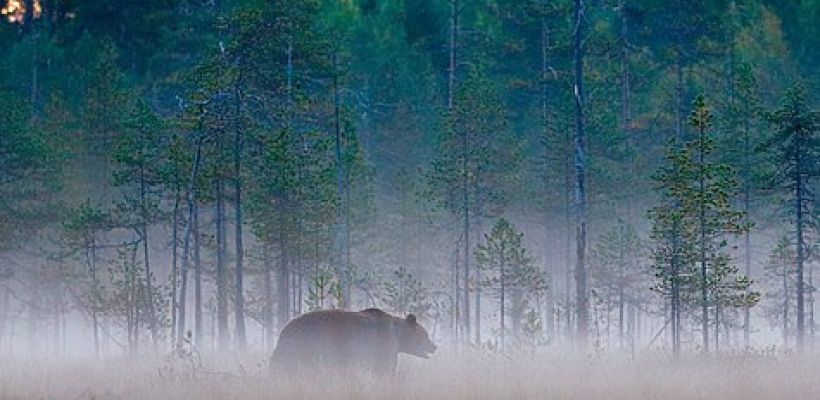 «Я тебя не трогаю, и ты меня не трогай». Якутянин рассказал о встрече с медведем