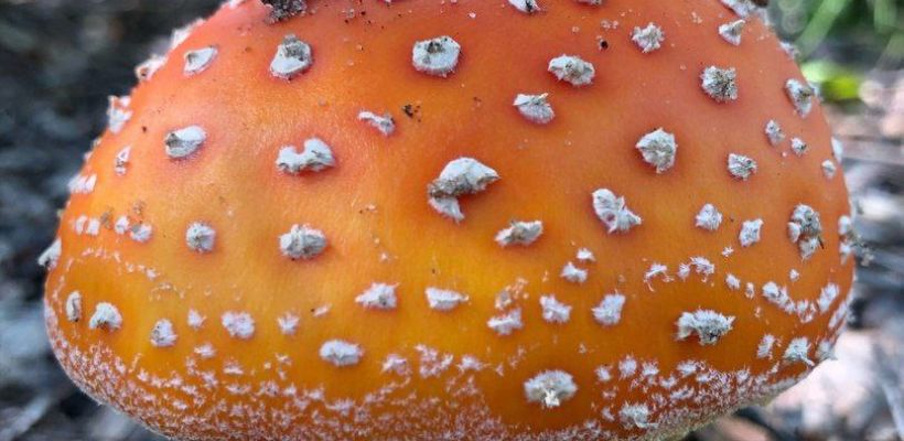 Опубликован список грибов, за сбор которых грозит штраф до 1 миллиона рублей